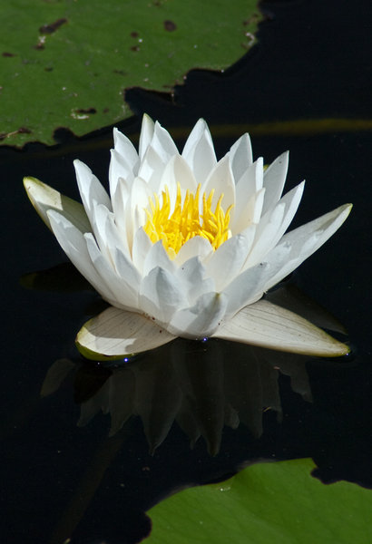 Waterlily