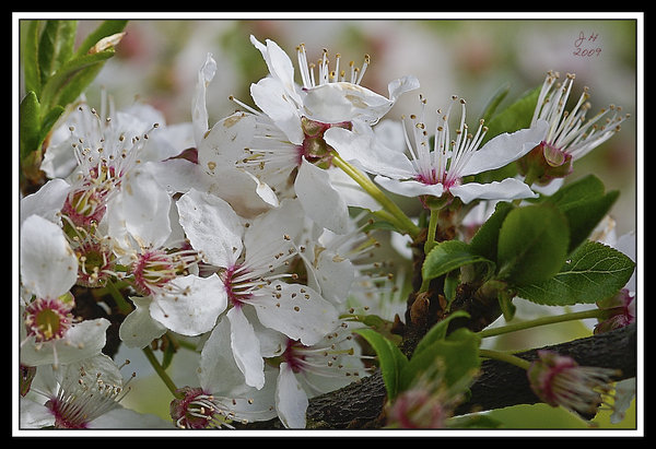 White Blossom