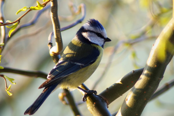 blue tit