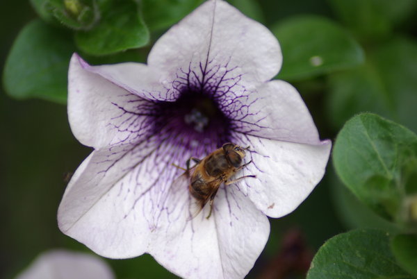 fly on plant