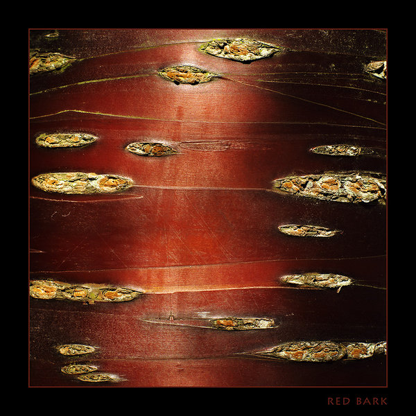red bark