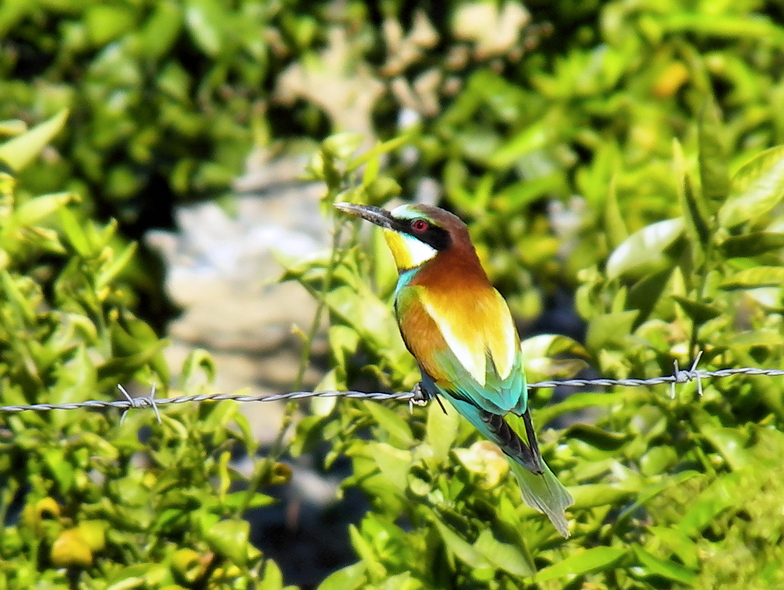 Bee Eater
