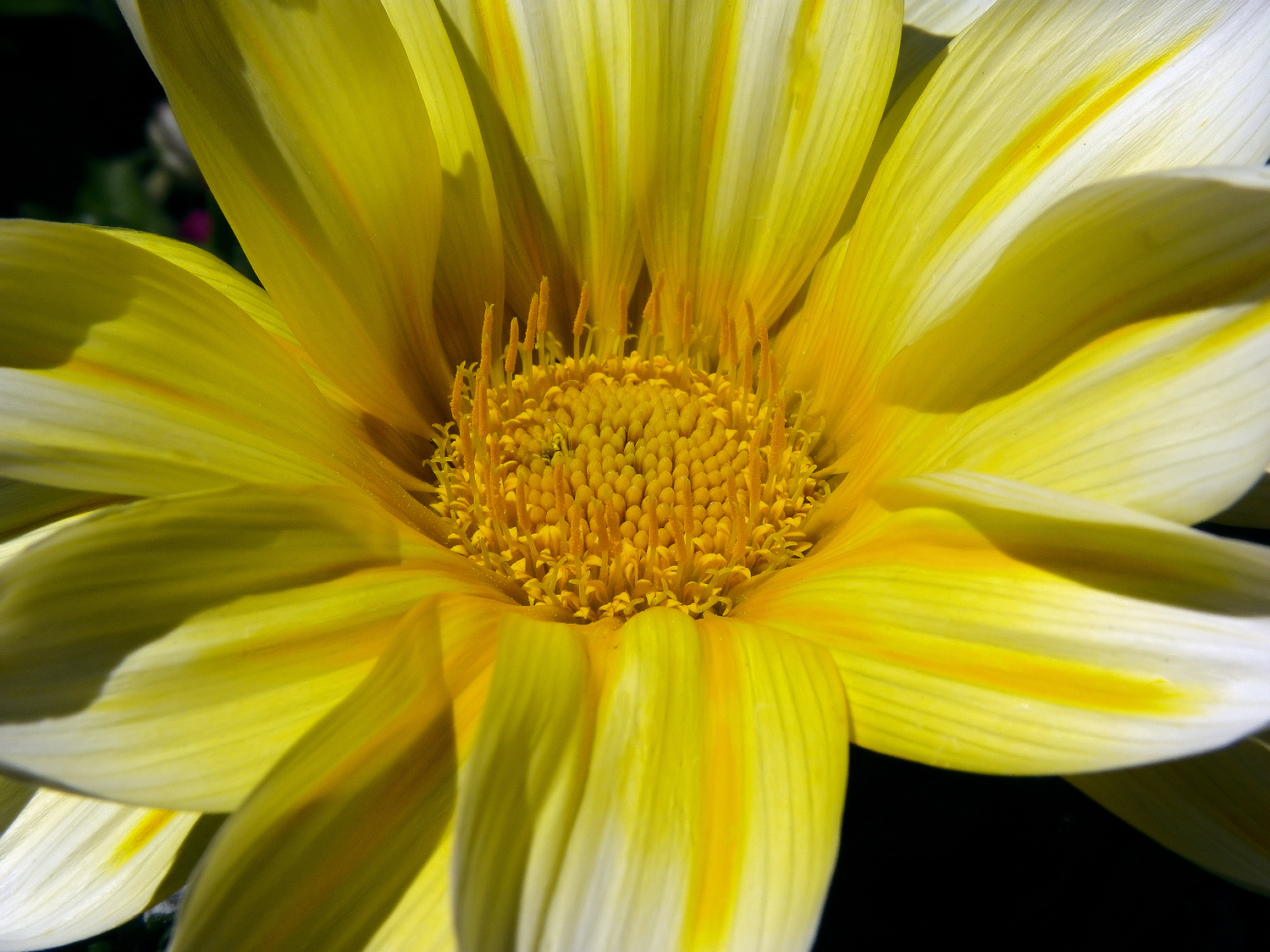 Big Yellow