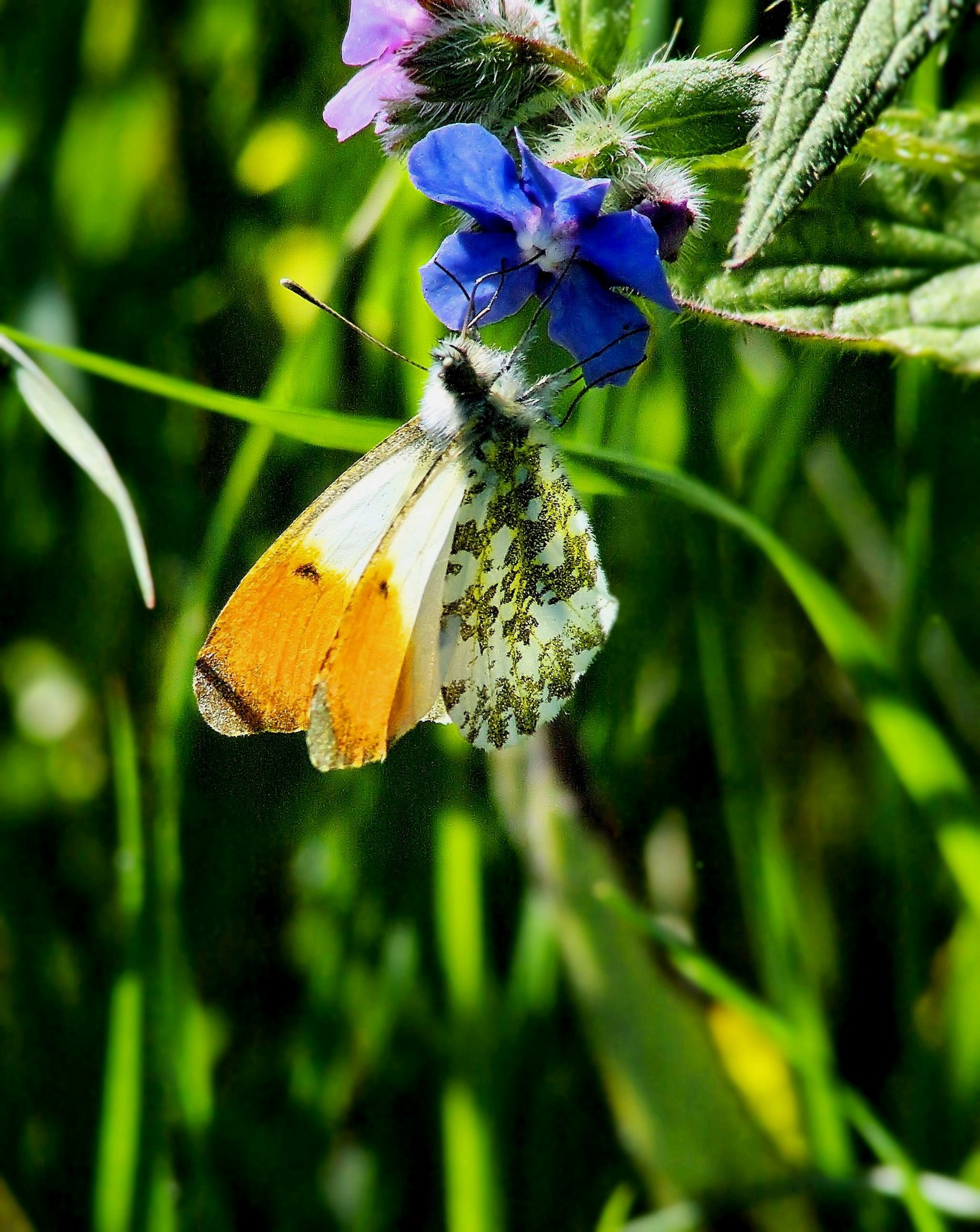 Butterfly