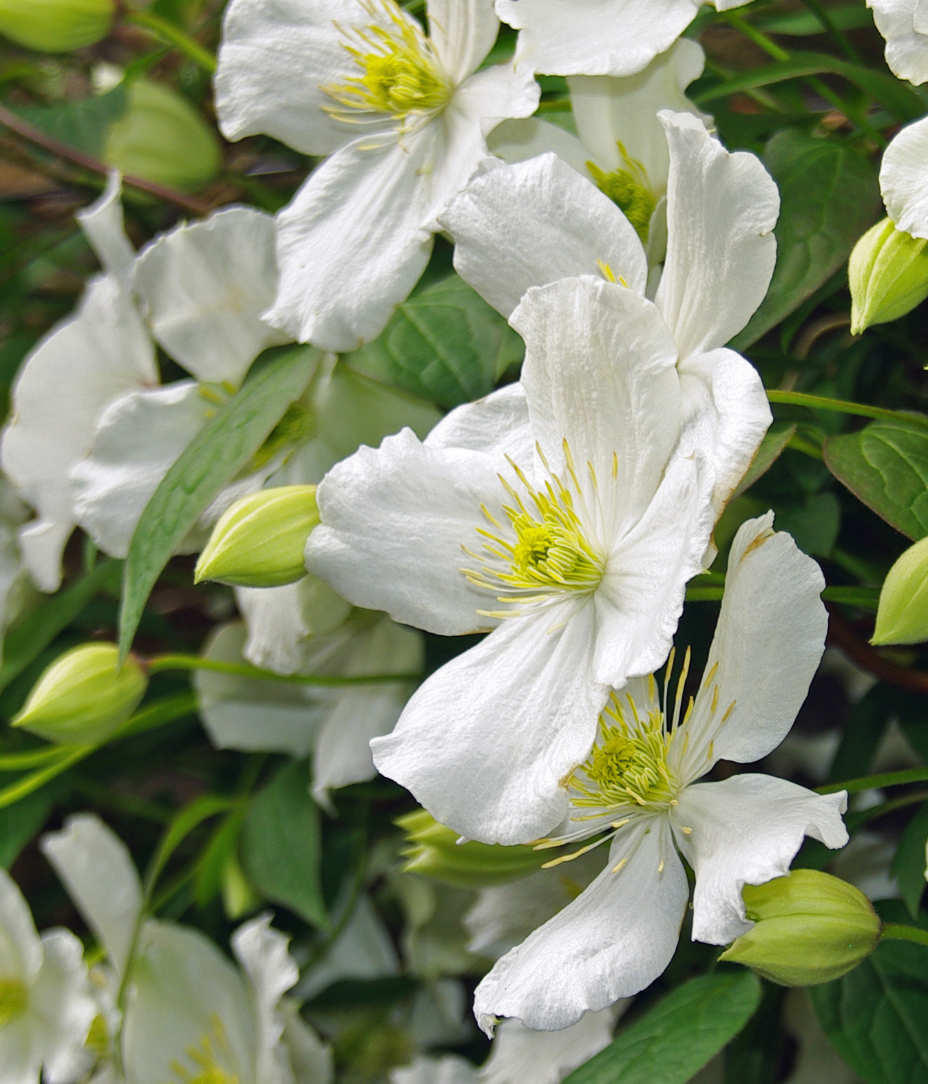 Clematis