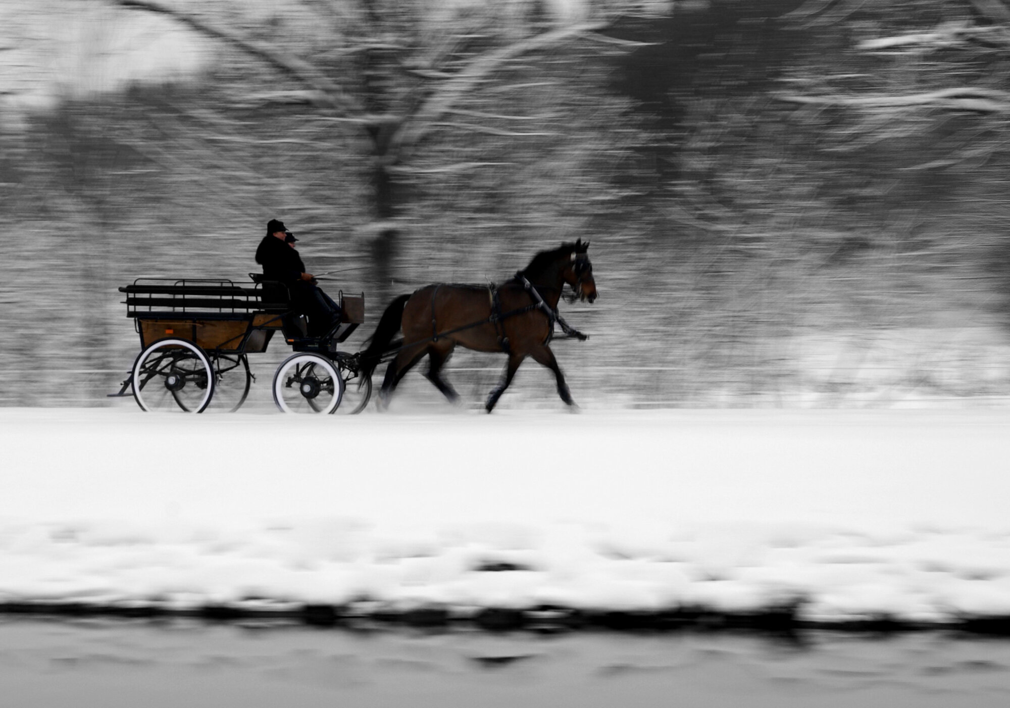 Horse and carriage