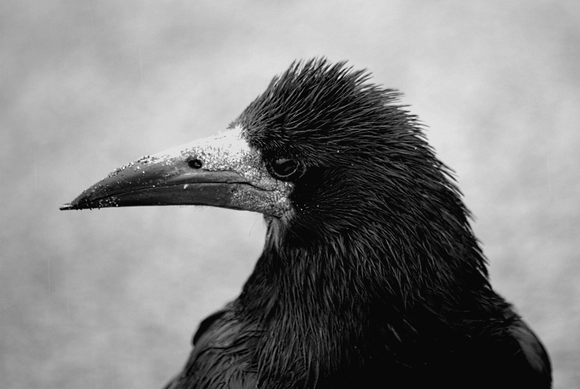 Punk Rook