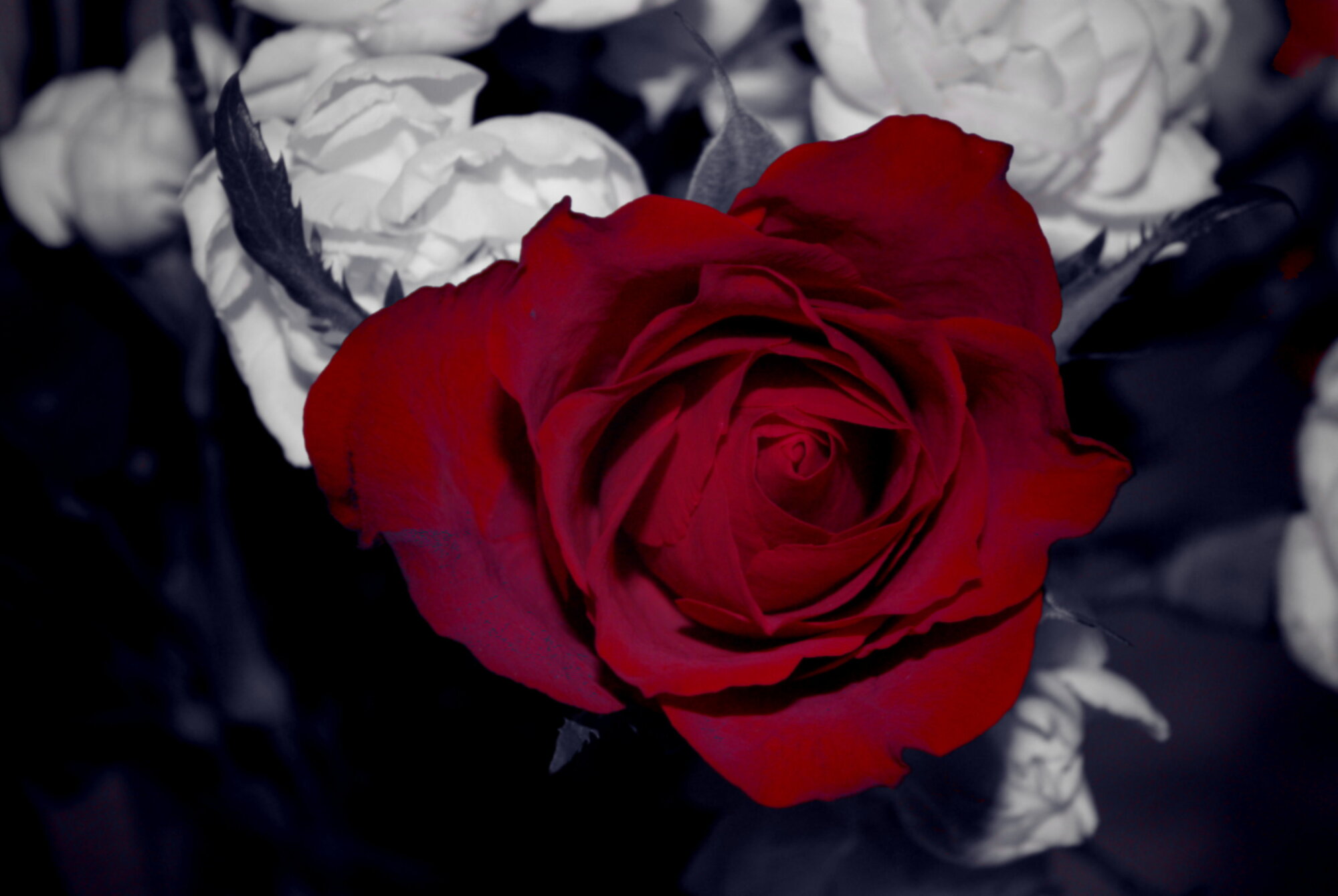 Rose
