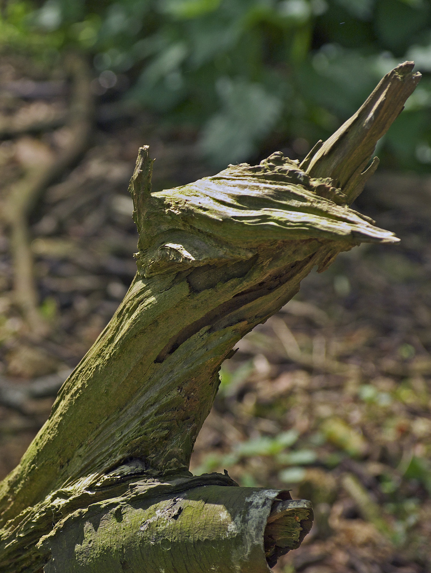 Scary Stump