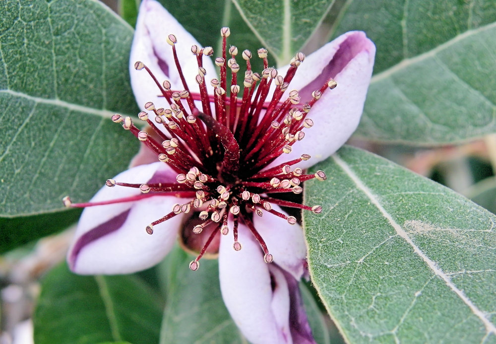 A Fruit