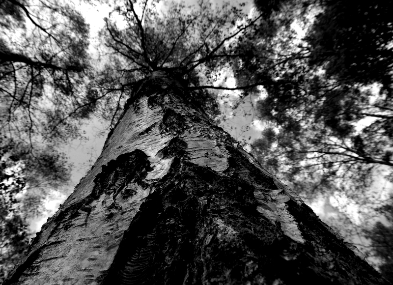 Another tree