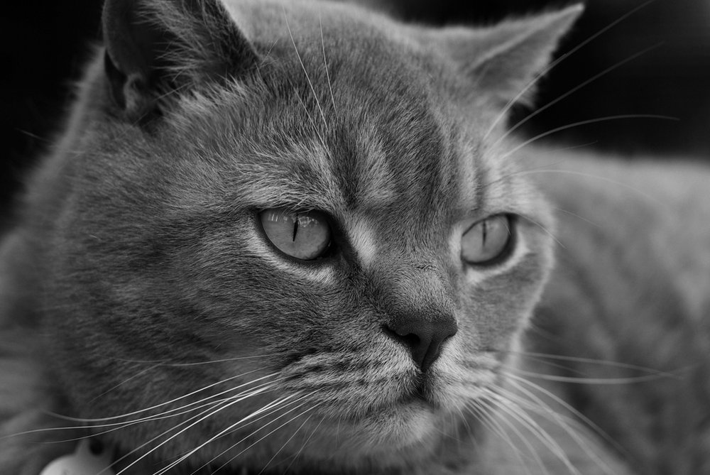 B & W Cat