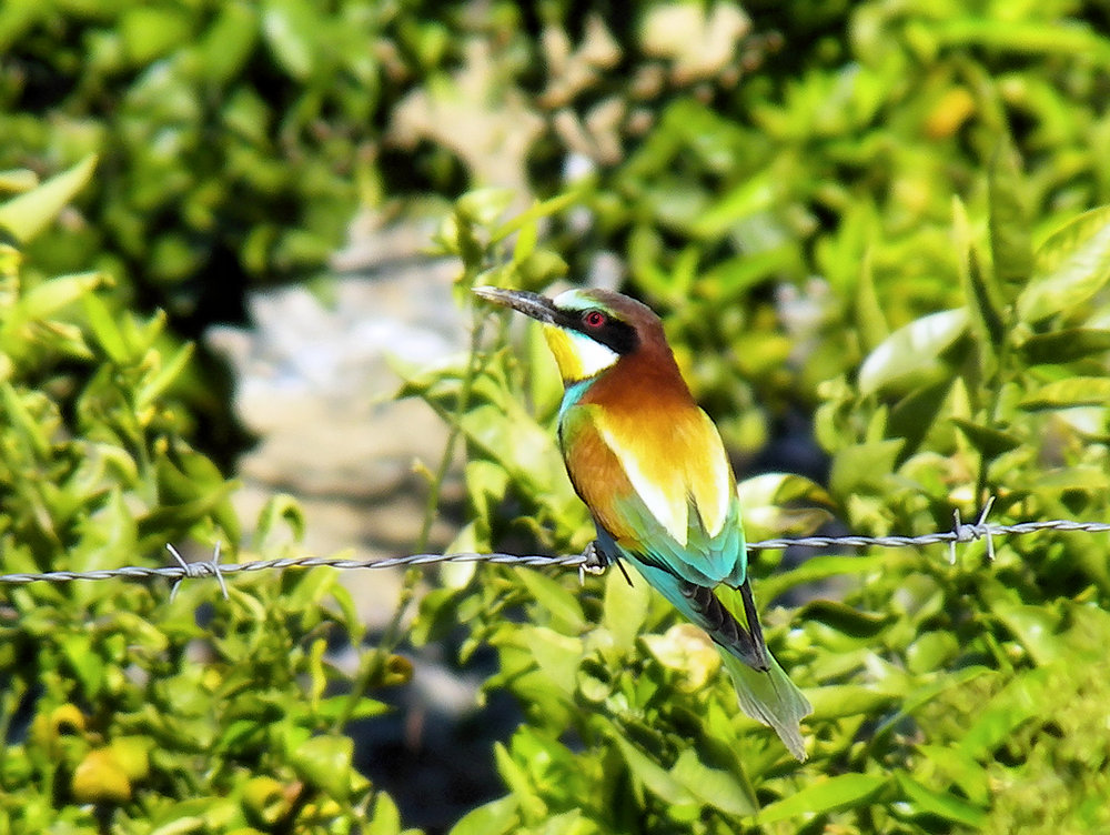 Bee Eater