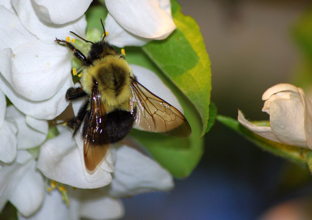 Cherry Blossom and Bumble-Bee