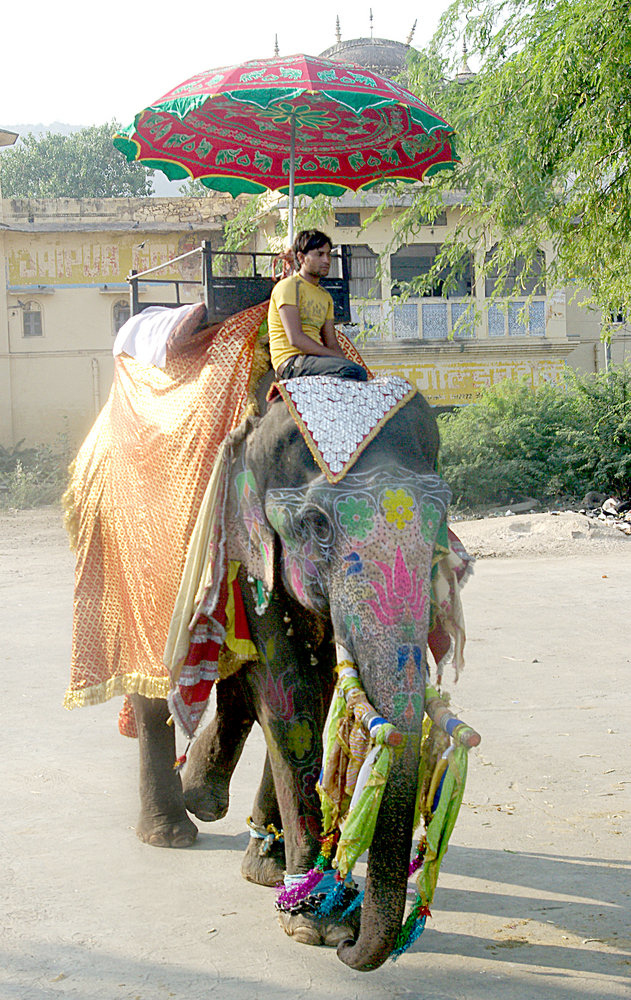 Decorated Elephant, Jaipur