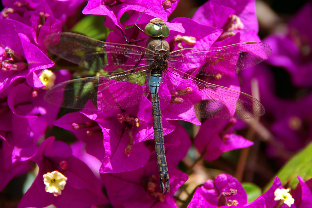 Dragonfly