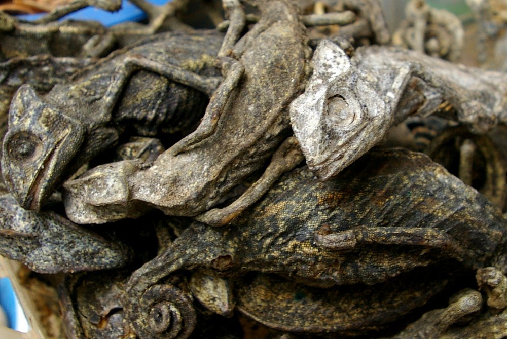 Dried Chameleons - Mankessim Market, Ghana