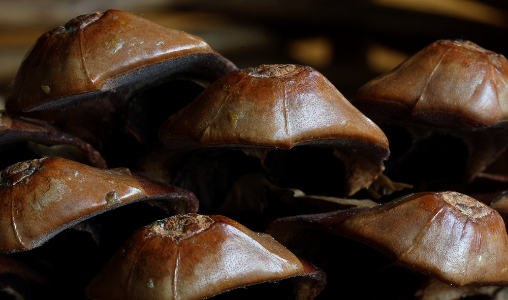 Dried Fruit.