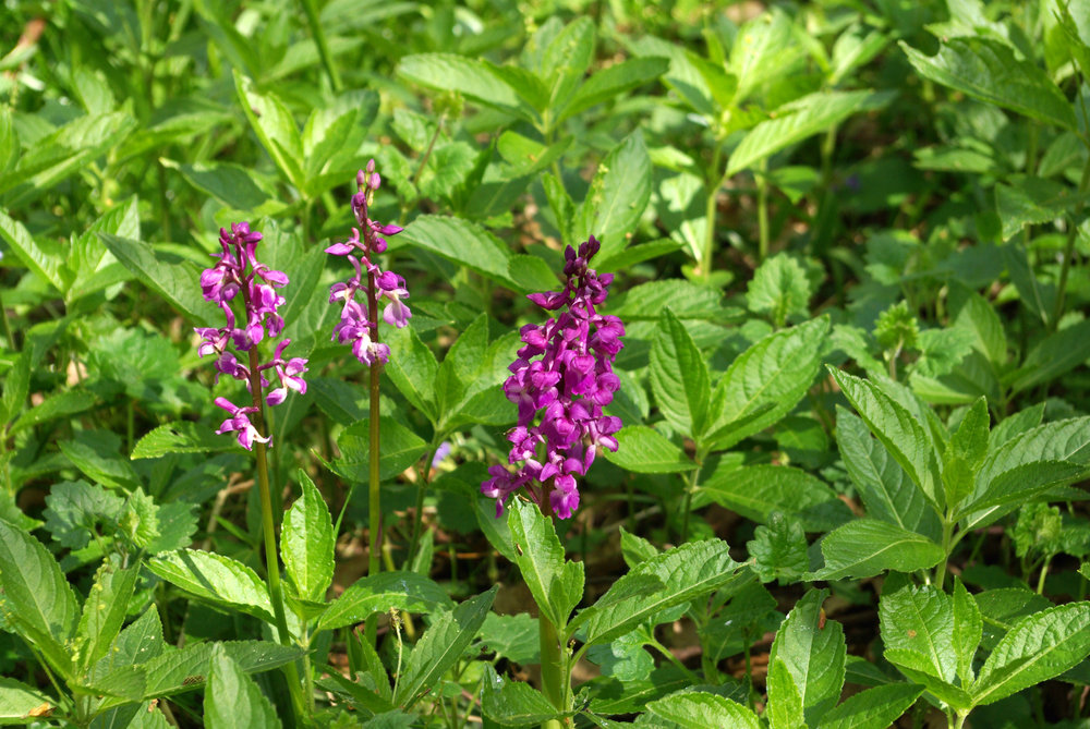 Early Purple Orchids  Orchis Mascula