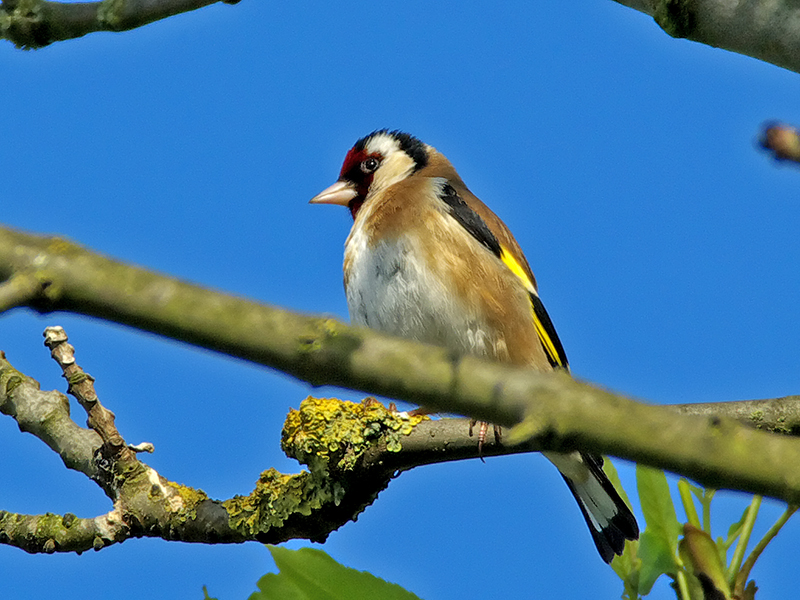 Goldfinch