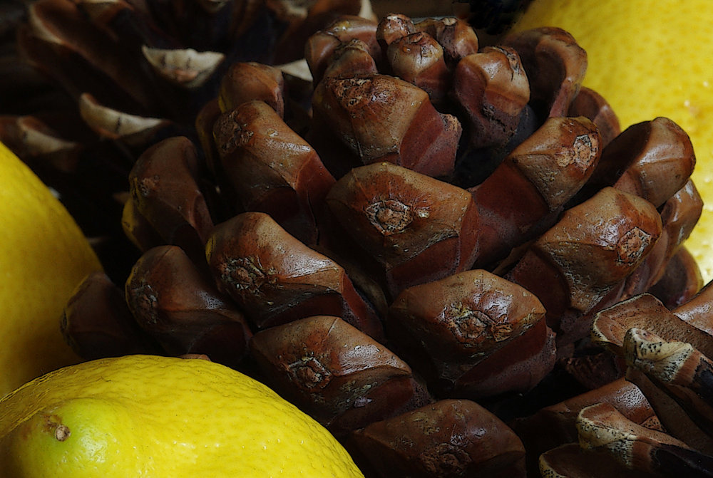 Lemon-Pinecone.