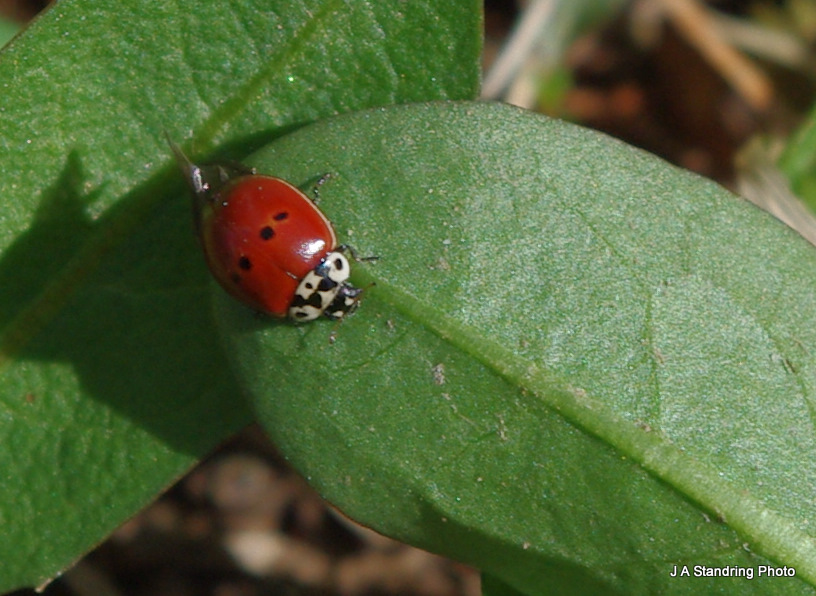 Little Red Lady Bug