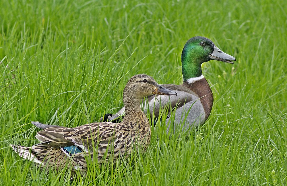 Pair of Mallard