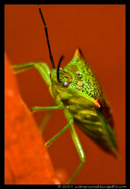 Shield Bug