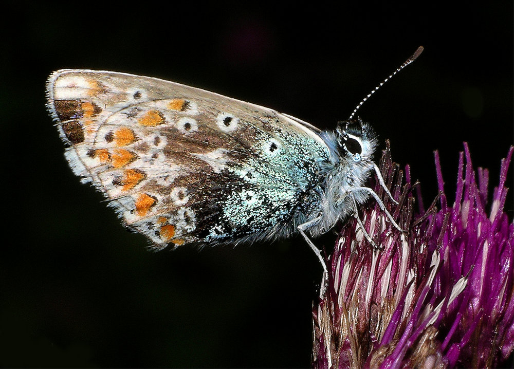Small Blue butterfly