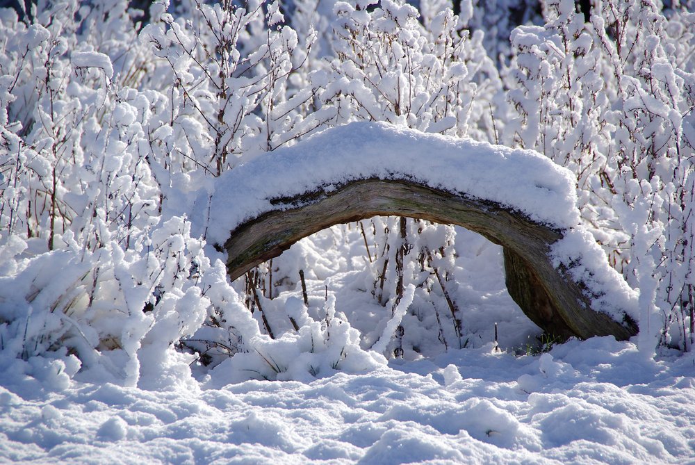 Snowy Branch