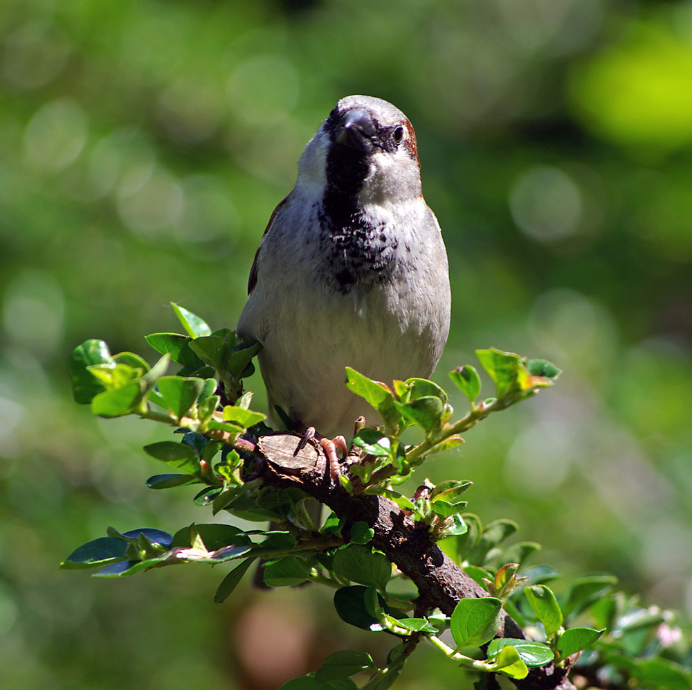Sparrow close-up