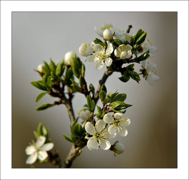 Spring