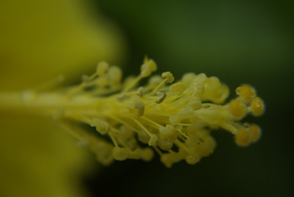ชะบาเหลือง(Yellow Chaba)#1