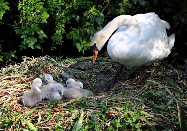5 Sprogs and 1 to go.