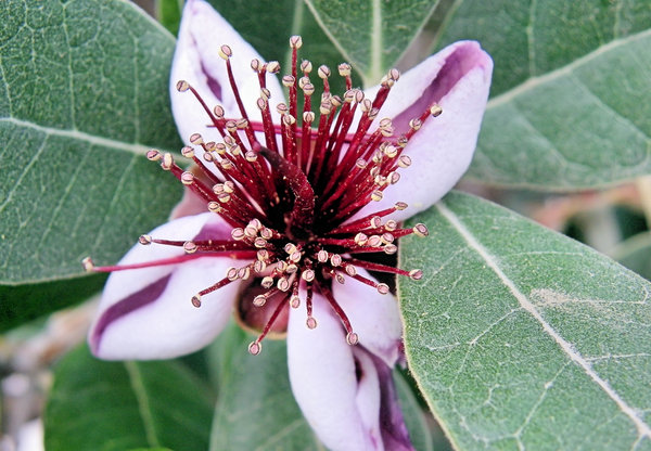 A Fruit
