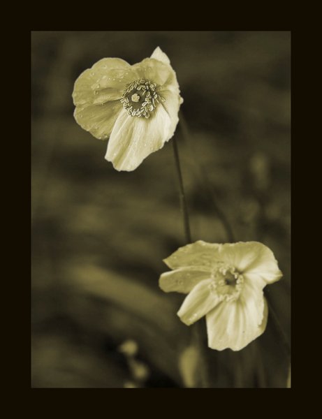 A Poppy ( just a little different)