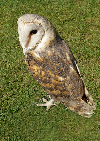 African Barn Owl