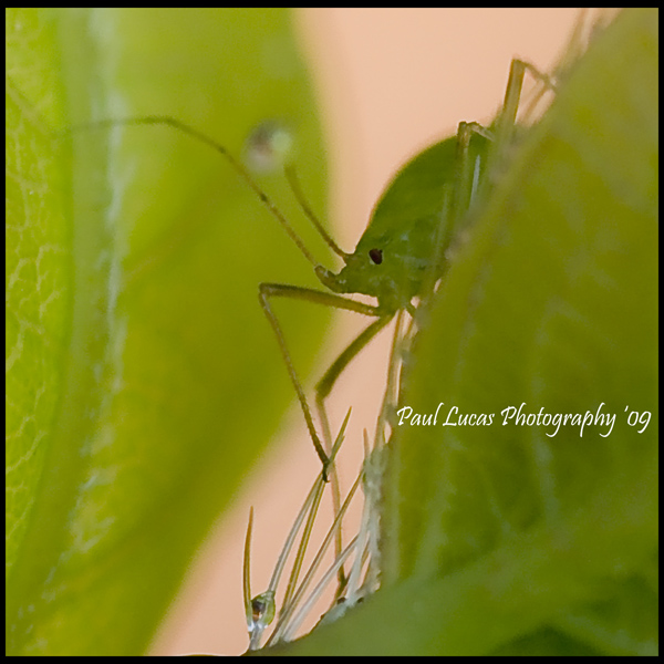 Aphid