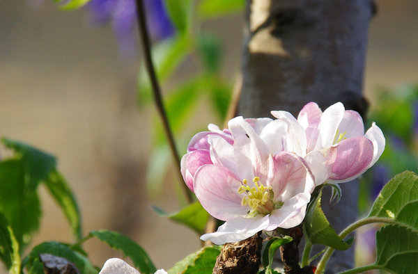 Apple Blossom
