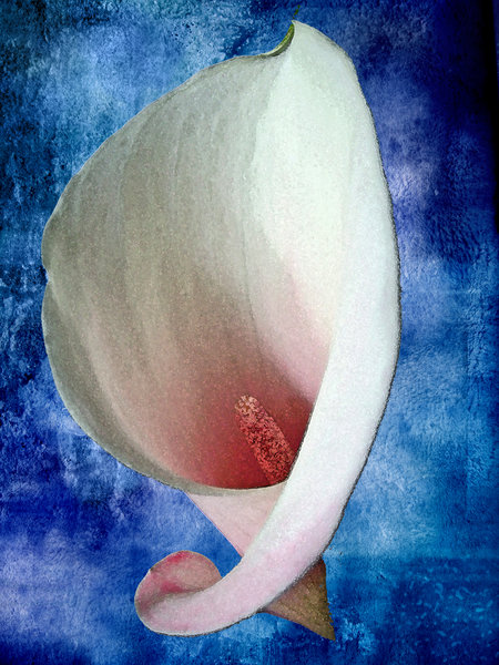 Arum Lily