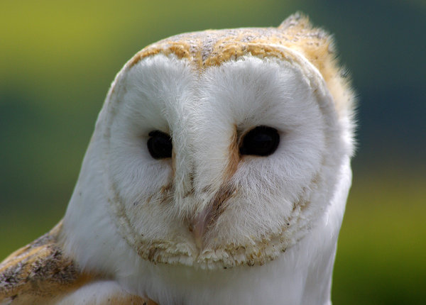 Barn Owl