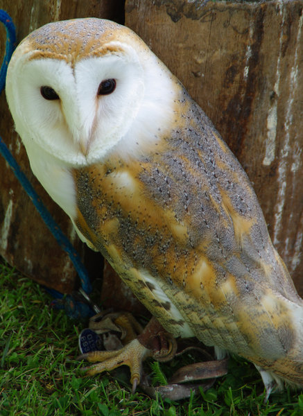Barn owl