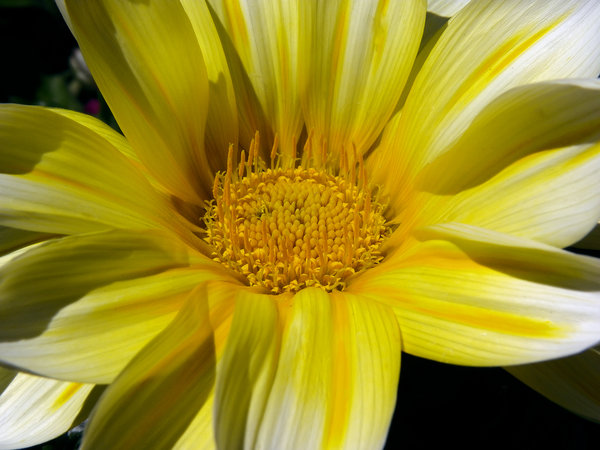 Big Yellow