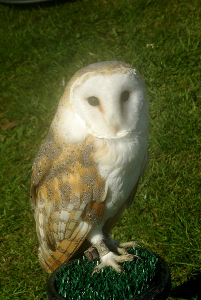 British Barn Owl