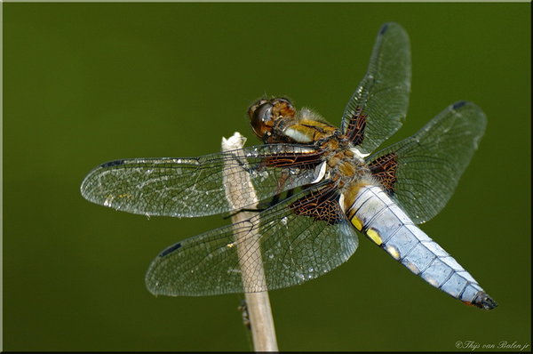 Broad-bodied Chaser