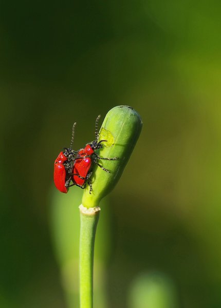 Bugs!