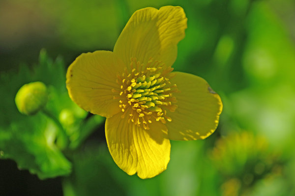 Buttercup