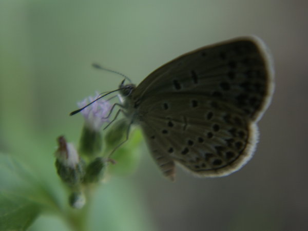 Butterfly Chiangmai Thailand May30,2009