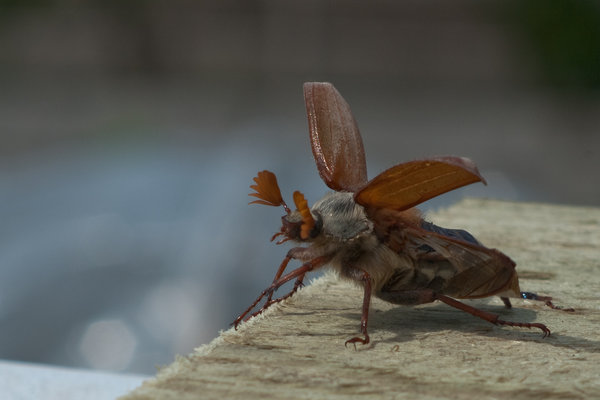Colin the Cockchafer