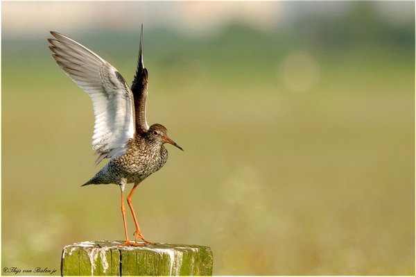 Common Redshank